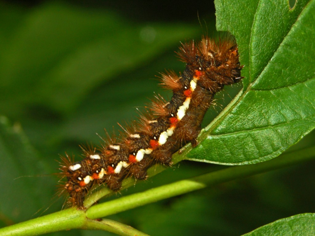 Bruco di Acronicta rumicis?